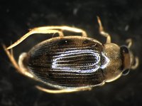 藏品(蚜蟲)的圖片